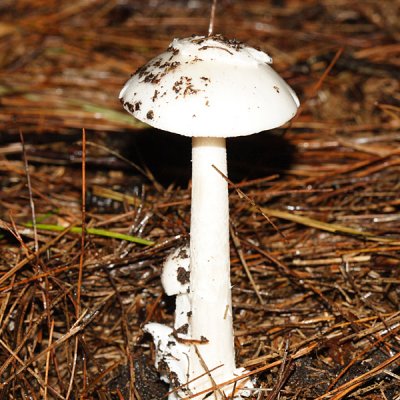 Amanita bisporigera (Destroying Angel)