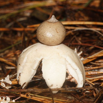 Geastrum saccatum