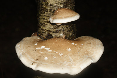 Piptoporus betulinus (Birch Polypore)