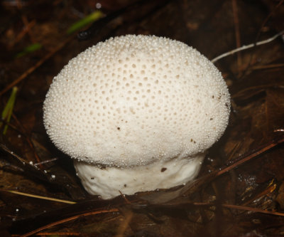 Lycoperdon gemmatum