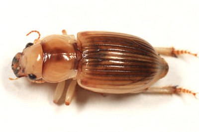 Geopinus incrassatus