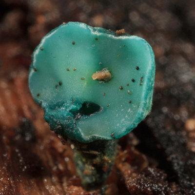 Chlorociboria aeruginescens (Blue Stain)