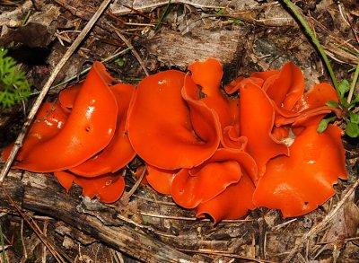 Aleuria aurantia (Orange Peel Fungus)