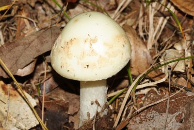 Amanita citrina