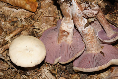 Laccaria ochropurpurea