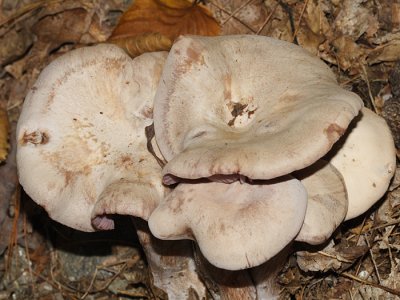 Laccaria ochropurpurea