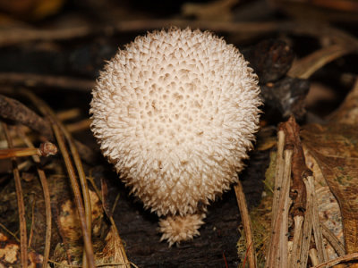 Peeling Puffball - Lycoperdon marginatum 