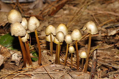 Mycena sp.