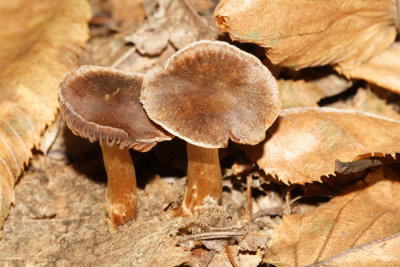 Cortinarius sp.