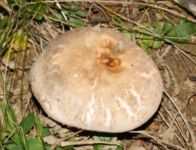 Russula crustosa