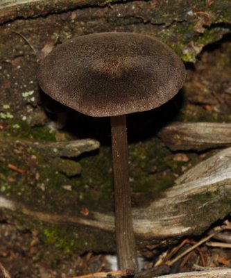 Entoloma sp.