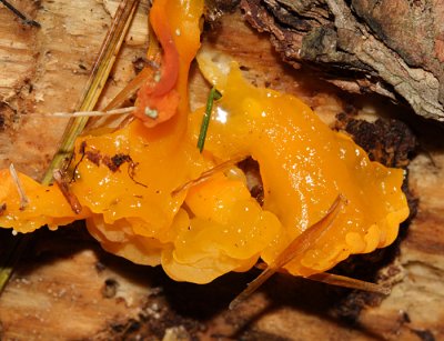 Dacrymyces palmatus