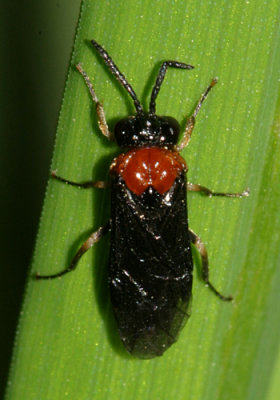 Eutomostethus ephippium