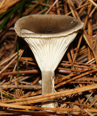Club Foot - Ampulloclitocybe clavipes