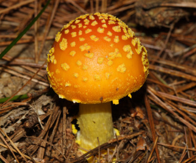 Amanita flavoconia