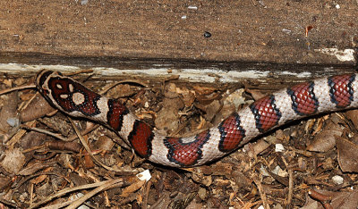 Eastern Milk Snake - Lampropeltis triangulum triangulum