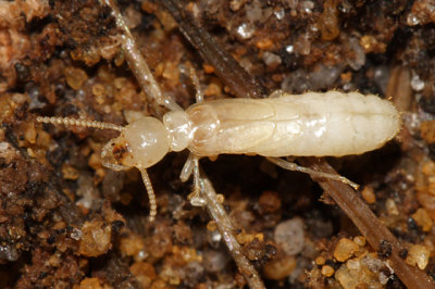 Eastern subterranean termite - Reticulitermes flavipes