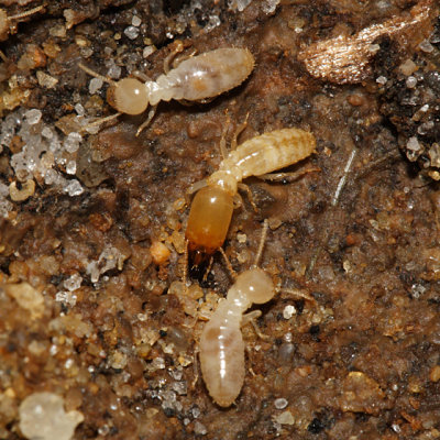 Eastern subterranean termite - Reticulitermes flavipes