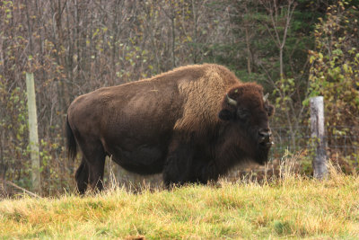 American Bison - Bos bison