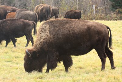 American Bison - Bos bison