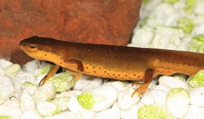 Red Eft - Notophthalmus viridescens