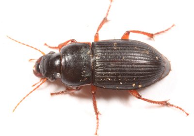 Harpalus rubripes