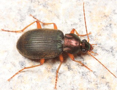 Chlaenius tricolor tricolor