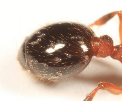 Acaridia - Histiostomatoidea - Histiostomatidae (deutonymphs)