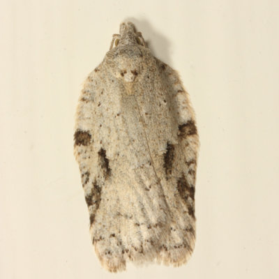 3540 - Black-headed Birch Leaffolder Moth - Acleris logiana