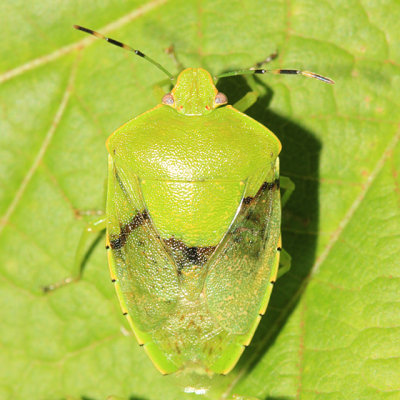 Green Stink Bug - Chinavia hilaris