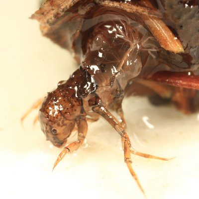 Limnephilus  sp.