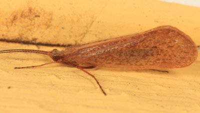 Northern Caddisflies - Limnephilidae