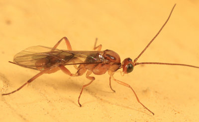 Braconid Wasps - subfamily Meteorinae