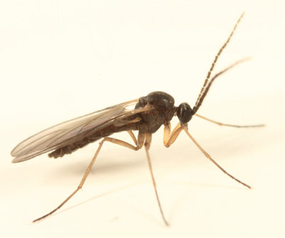 Dark-winged Fungus Gnat - Sciaridae