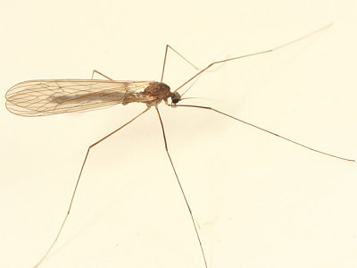 Winter Crane Fly - Trichocera sp.
