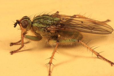 Scathophaga stercoraria