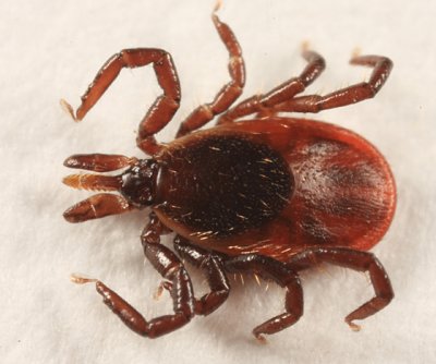 female Deer Tick - Ixodes scapularis