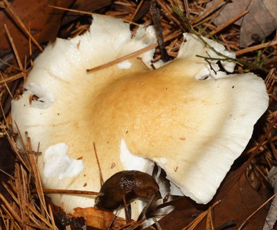 Hygrophorus flavodiscus