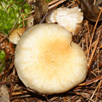 Hygrophorus flavodiscus