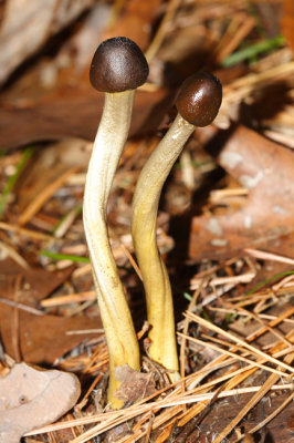 Cordyceps canadensis