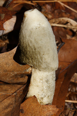 Phallus ravenellii