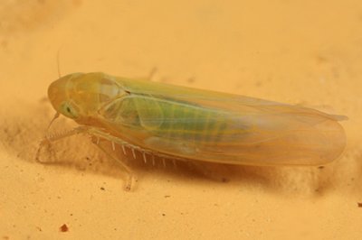 Leafhoppers genus  Forcipata