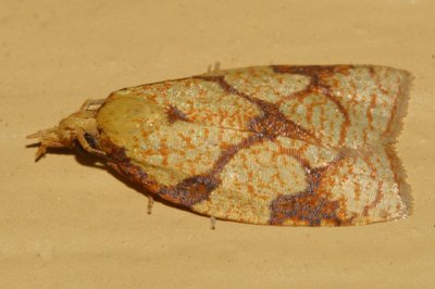 3695 - Sparganothis Fruitworm Moth - Sparganothis sulfureana