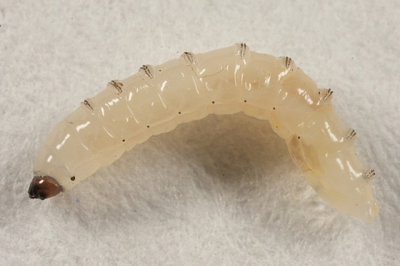 Mycetophilinae (larva)