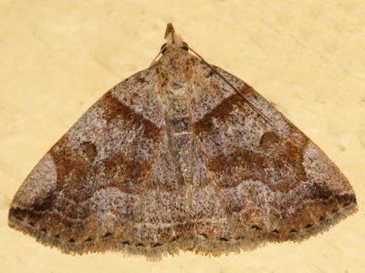 8345 - Variable Zanclognatha - Zanclognatha laevigata