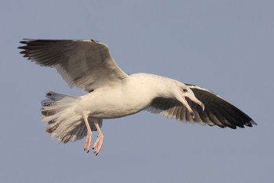 Great Black-backed Gull