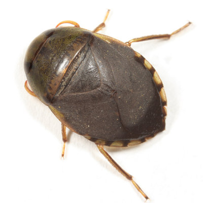 Creeping Water Bug - Naucoridae - Pelocoris femoratus