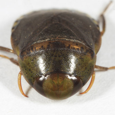 Creeping Water Bug - Naucoridae - Pelocoris femoratus