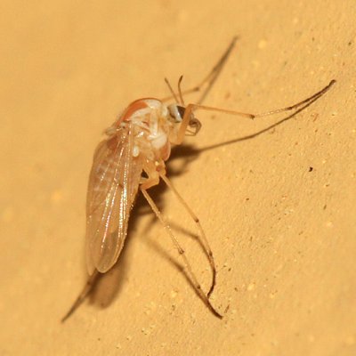 Procladius bellus