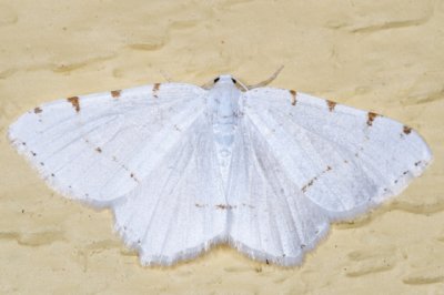 6273 - Lesser Maple Spanworm Moth - Macaria pustularia